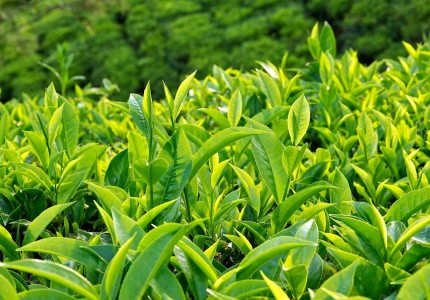 Hướng dẫn mua hàng